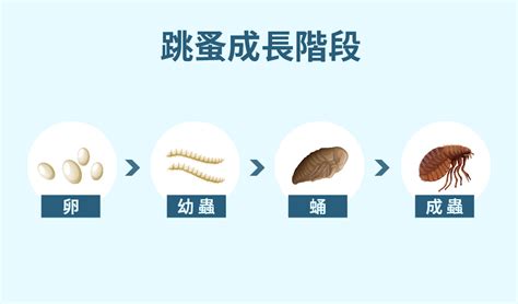 房間有跳蚤怎麼辦|除跳蚤全攻略︱專家教你如何除跳蚤，一篇解決跳蚤困。